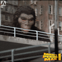 Martial Arts Reaction GIF by Arrow Video