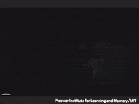 brain mouse GIF by Science Friday