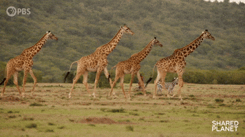Heading Over Episode 2 GIF by PBS