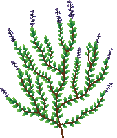 Plant Ayurveda Sticker