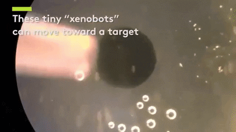 guilhermecarrara giphygifmaker GIF