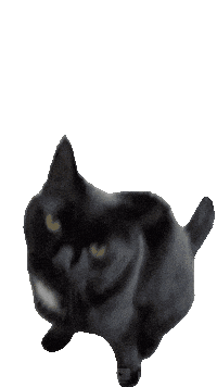 Black Cat Sticker