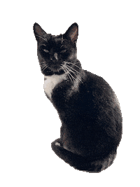 Black Cat Sticker