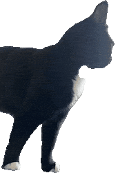 Black Cat Sticker