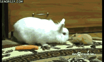 rabbit GIF by Cheezburger