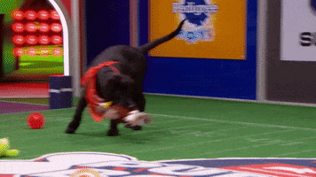 Animal Planet GIF by Puppy Bowl