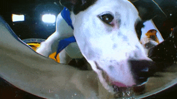 Animal Planet GIF by Puppy Bowl