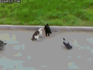 cat birds GIF by Cheezburger