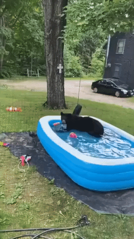 Bear Enjoys Inflatable Pool in Connecticut Yard