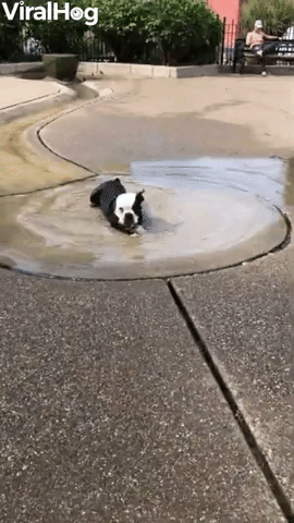 Random Dog at the Park Swallowed too Much Water