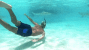 alessandromarras- shark alessandro viaggi squalo GIF
