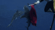 Jackass Matador GIF by Shark Week