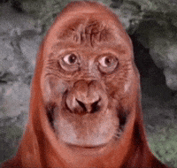 Ape Gorilla GIF