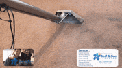 carpet cleaning GIF by Blackfire Films Ltd
