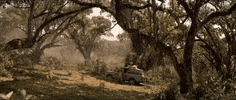Wild Animals Movie GIF