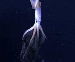 Squid GIF