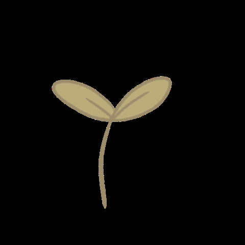 biashi flowers plant plants leaf GIF