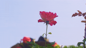 Music Video Brazil GIF by Ryn Dean