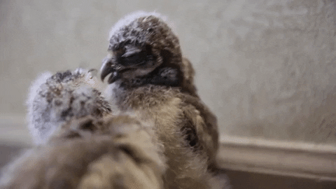 zooknoxville giphygifmaker kiss owl peck GIF