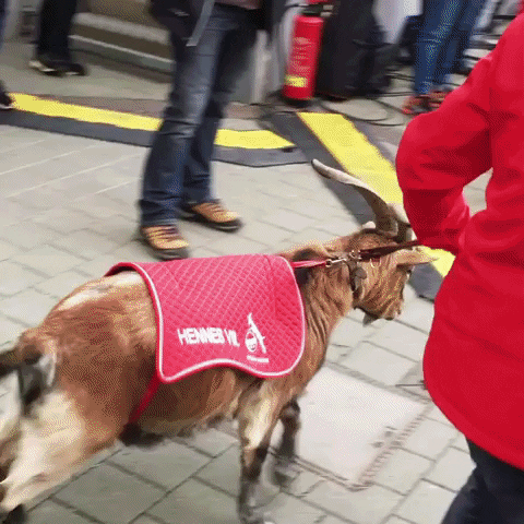 bundesliga GIF by 1. FC Köln
