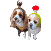 Dogs Sticker