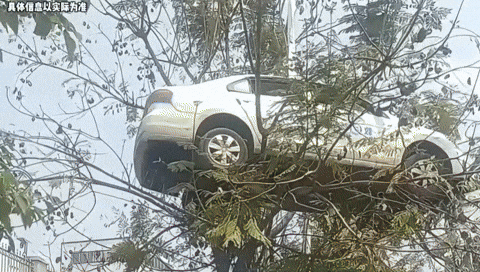 yj_jane giphyupload GIF