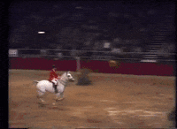 horse GIF