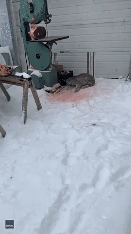 'Hey Buddy Run Off!' Canadian Man Struggles to Shoo Off Lynx Stealing Meat