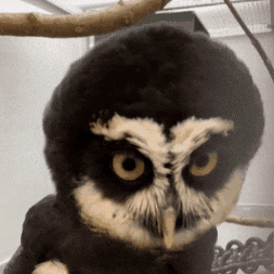 Spectacled Owl What GIF by Valley Zoo Development Society