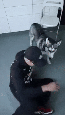 cuteanimalland giphyupload GIF