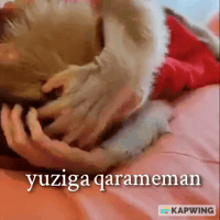 Monkey GIF