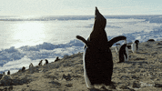 Penguin GIF by Disney+