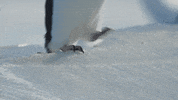 disney penguins GIF by Disneynature