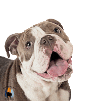 Happy English Bulldog Sticker by Southern California Bulldog Rescue
