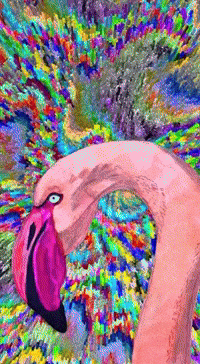 Rainbow Flamingo GIF by The LSD Hotel