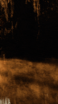 Fog Uf GIF by University of Florida