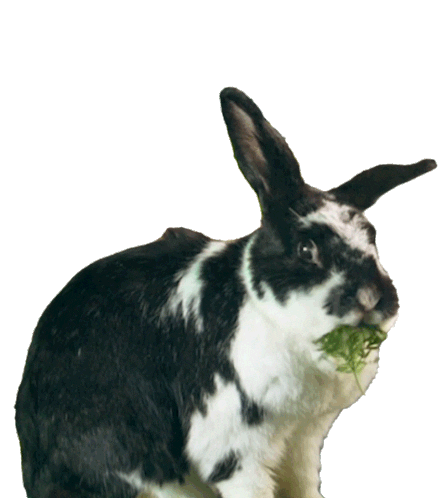 Look Bunny Sticker by Peter Rabbit Movie