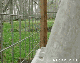 GIF by Random Goat