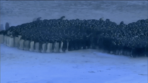 kellytraceygagnon giphygifmaker GIF