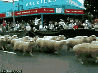 new zealand running GIF by Cheezburger