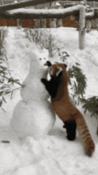 Red Panda GIF by Valley Zoo Development Society