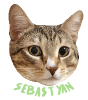 Cat Sticker