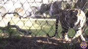 College Sports Sport GIF by LSU Tigers