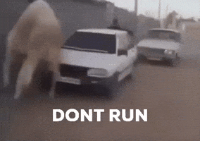 Dont Run GIF