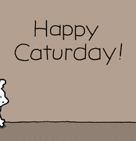 Happy Day Cats GIF by Chippy the Dog