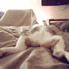 sundays GIF