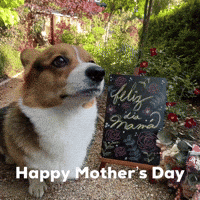 Dog Corgi GIF