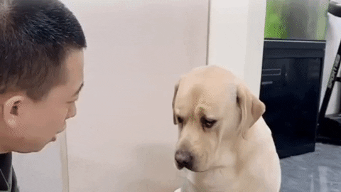 cuteanimalland giphyupload GIF