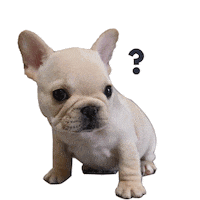 Confused Puppy Sticker