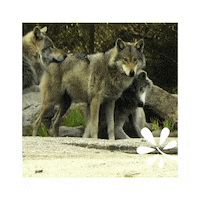Wolf Pack Sticker by Yleisradio